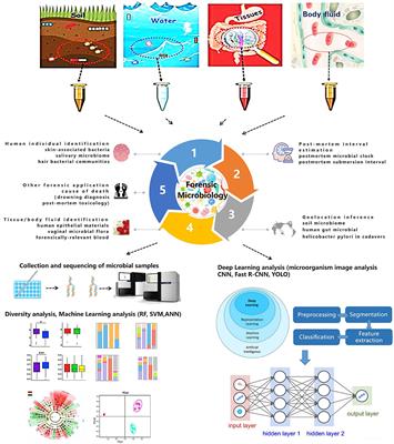 Trends in forensic microbiology: From classical methods to deep learning